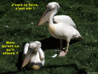 pélican.jpg