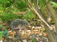 DSCN8168.JPG