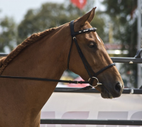 1024px-Tennessee_Walking_Horse11.jpg