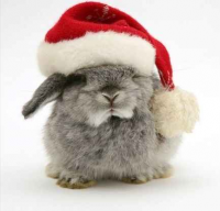 Lapin Noel.jpg