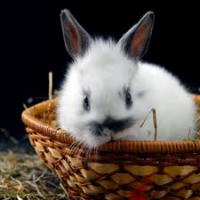 lapin.jpg