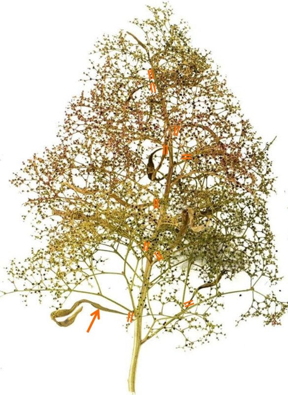 Bouleau 1.jpg
