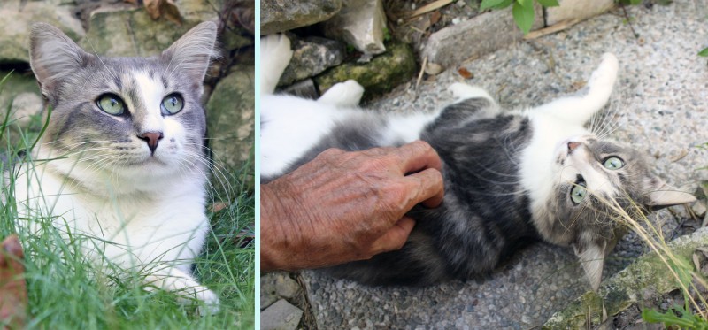 Chat vagabond.jpg